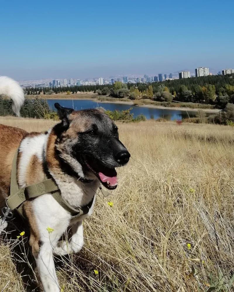 Sedat adlı köpeğin fotoğrafı
