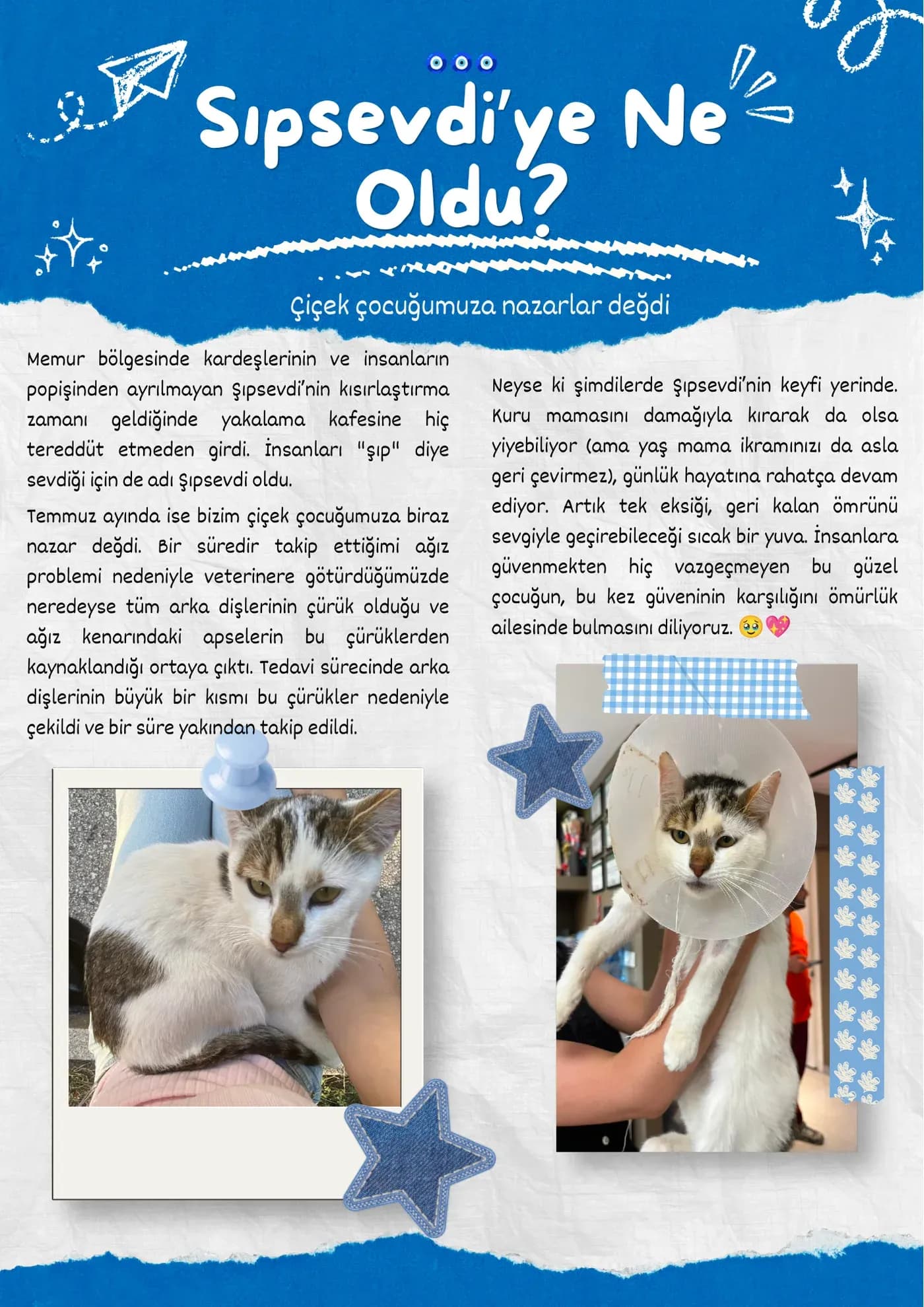 Şıpsevdi’ye ne oldu? Diş tedavisi ve bekleyen bir yuva