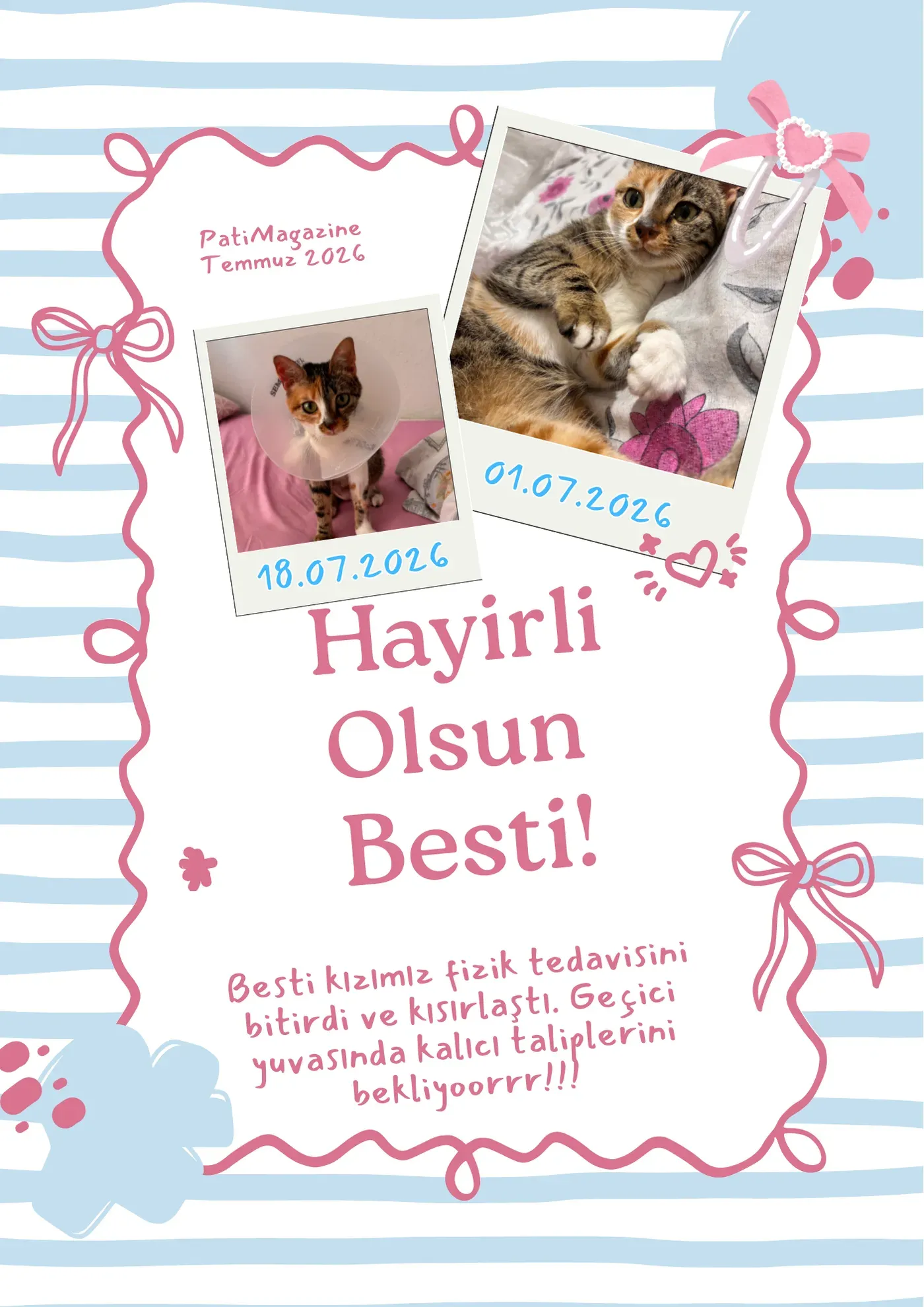 Hayırlı olsun Besti: fizik tedavi bitti, kalıcı yuvasını bekliyor