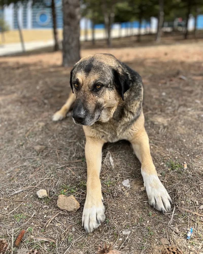 Tosun adlı köpeğin fotoğrafı