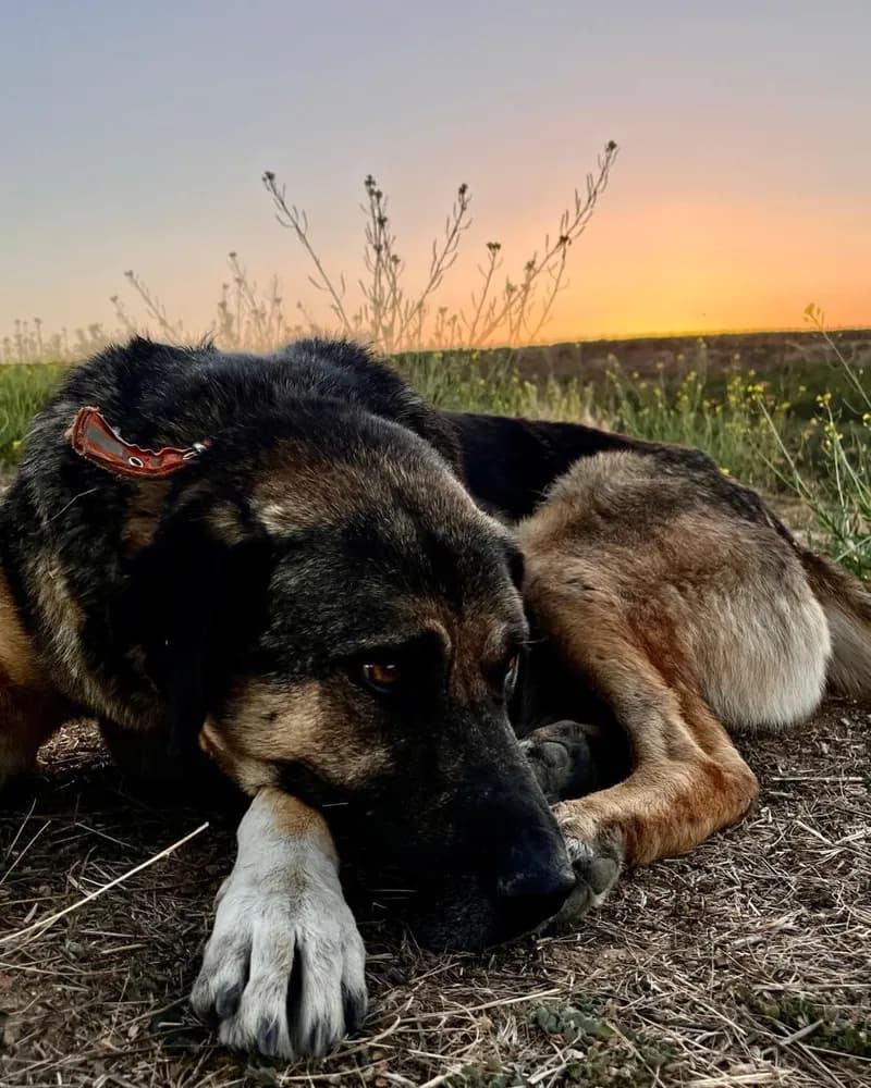 Tosun adlı köpeğin fotoğrafı
