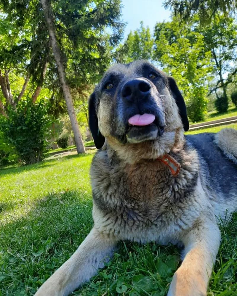 Tosun adlı köpeğin fotoğrafı