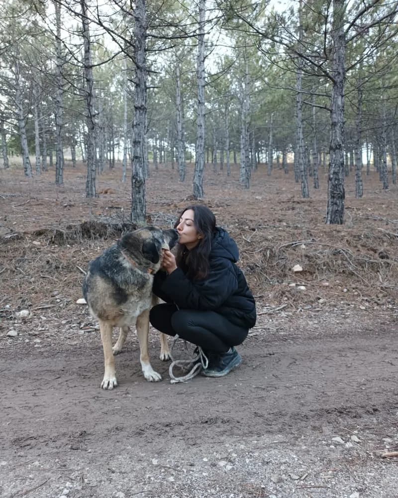 Tosun adlı köpeğin fotoğrafı