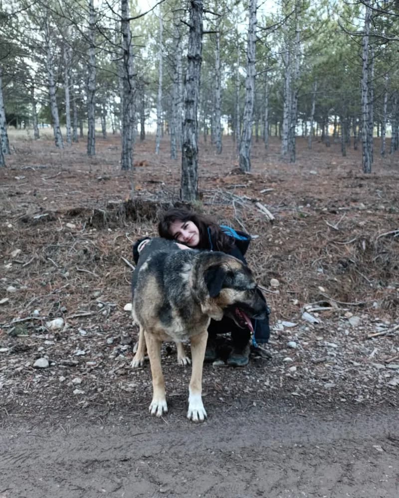 Tosun adlı köpeğin fotoğrafı