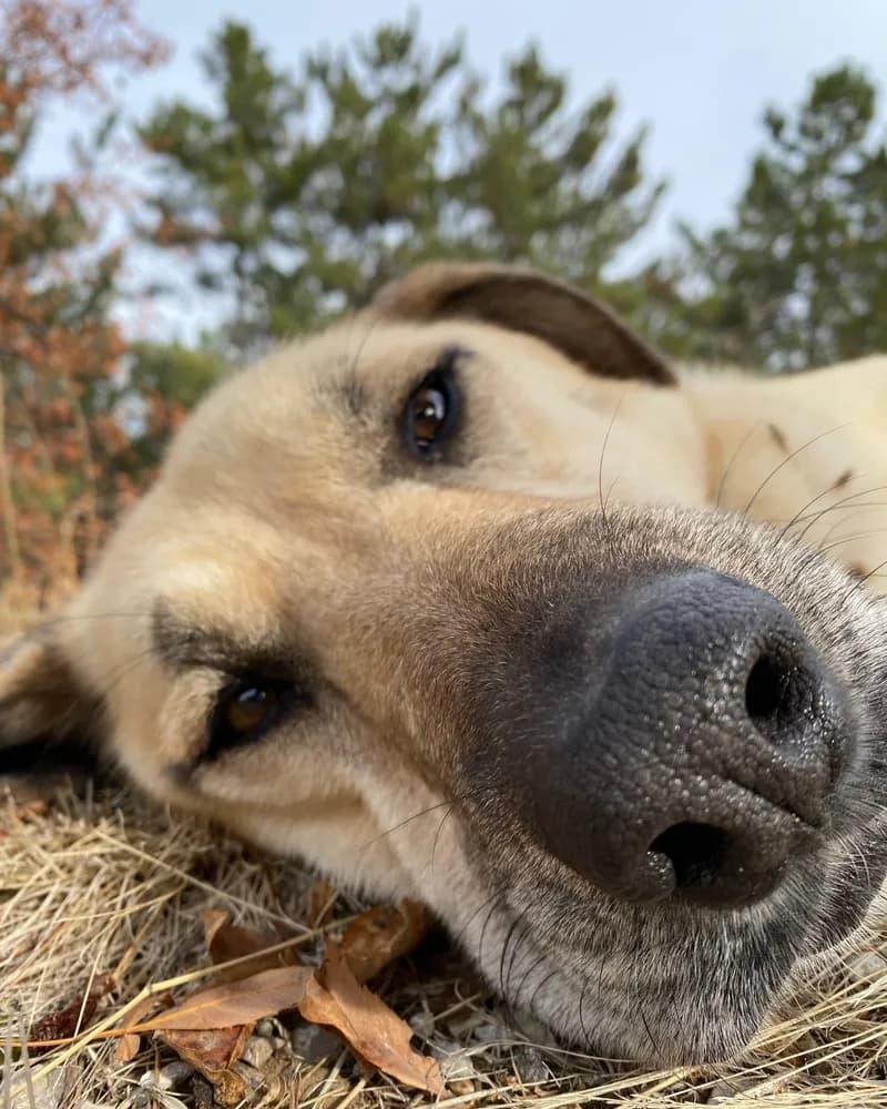 Venüs adlı köpeğin fotoğrafı