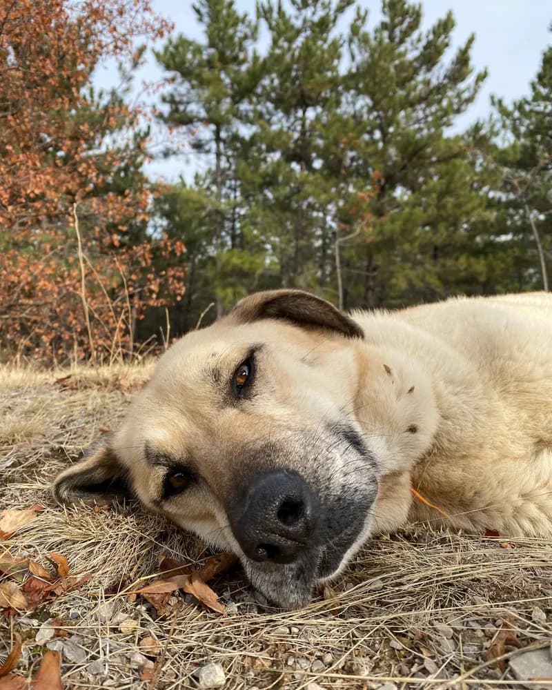 Venüs adlı köpeğin fotoğrafı