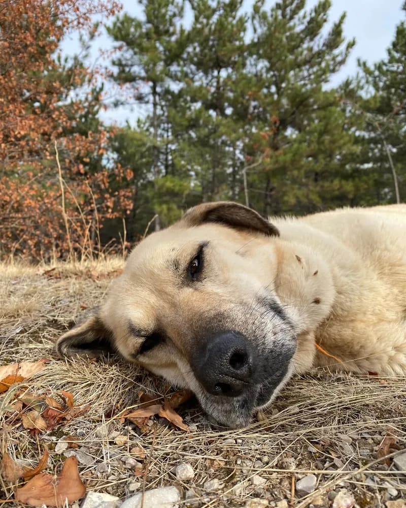 Venüs adlı köpeğin fotoğrafı