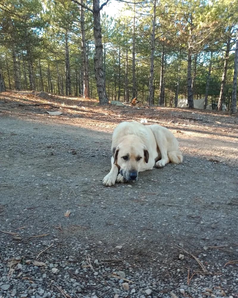 Venüs adlı köpeğin fotoğrafı