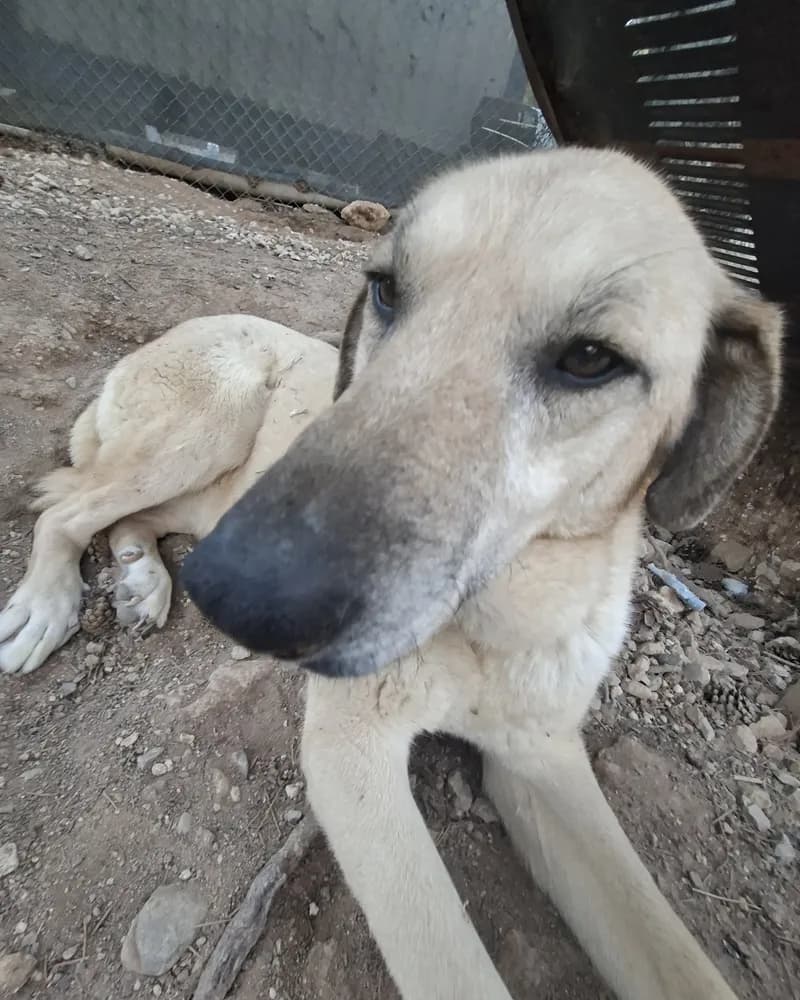Venüs adlı köpeğin fotoğrafı