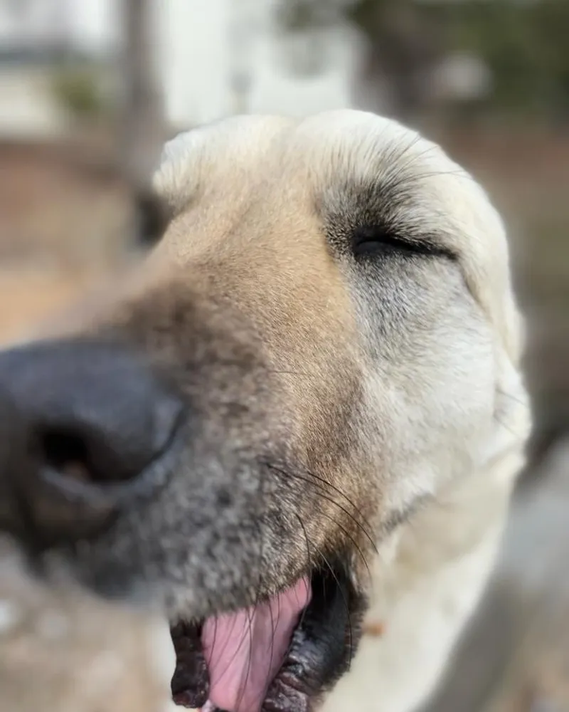 Zarife adlı köpeğin fotoğrafı