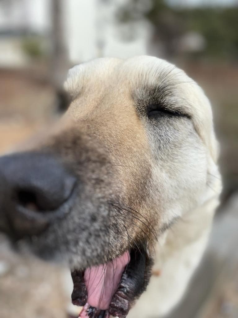 Zarife adlı köpeğin fotoğrafı