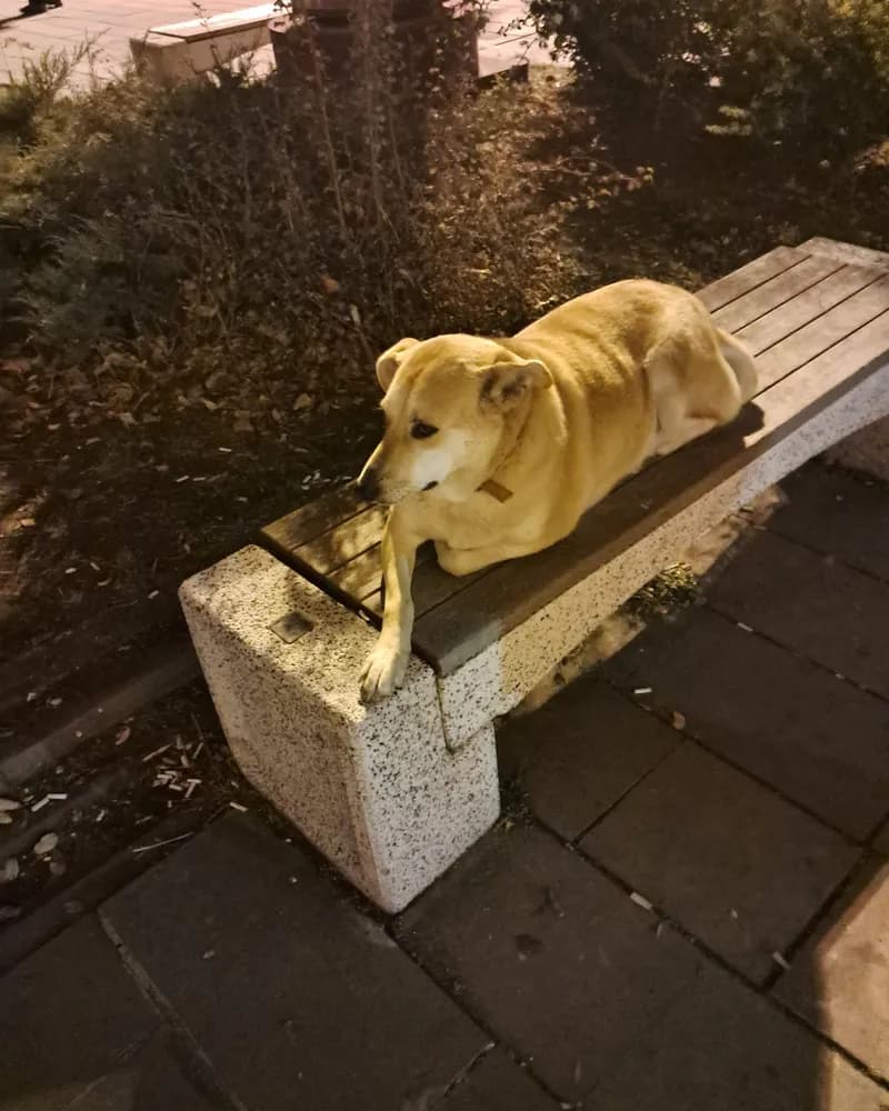 Gelincik adlı köpeğin fotoğrafı