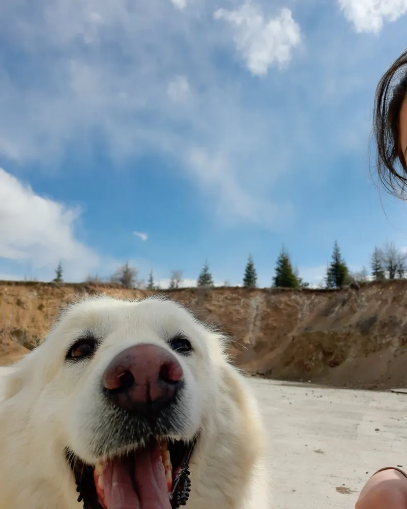 Feride adlı köpeğin fotoğrafı