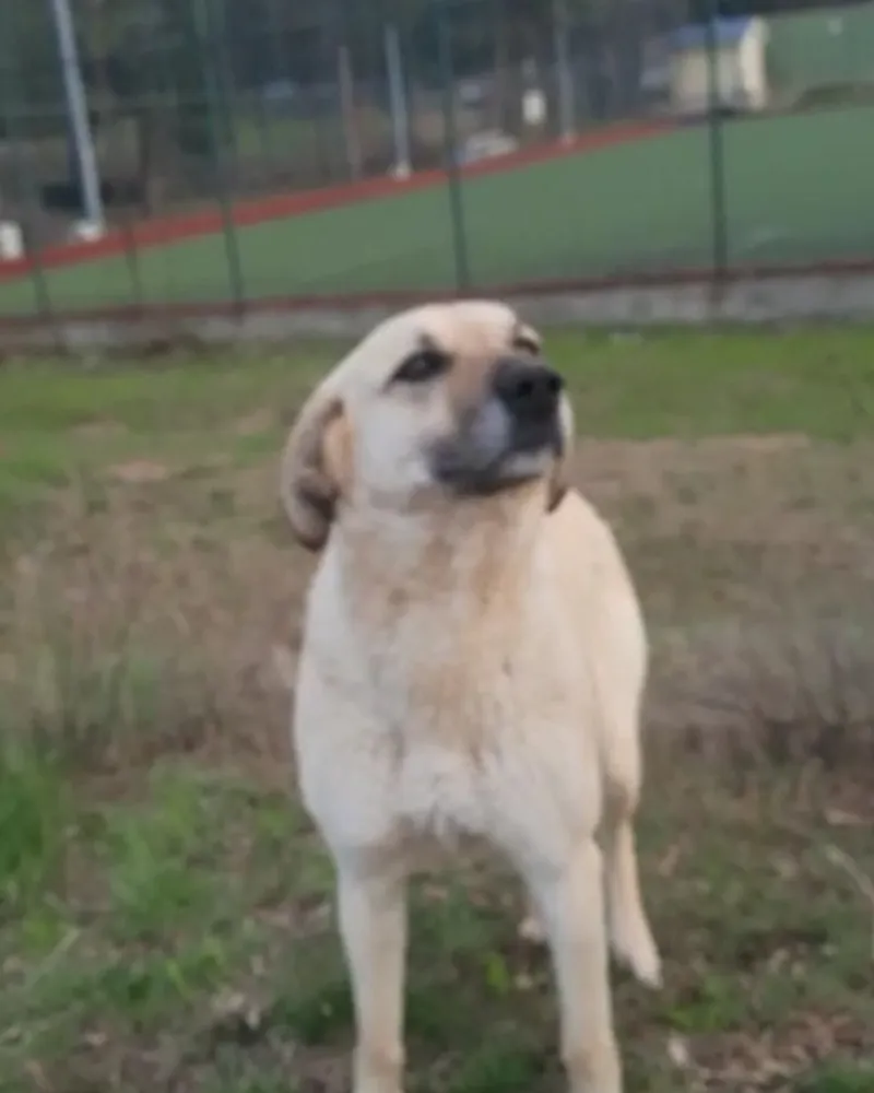 Asuman adlı köpeğin fotoğrafı