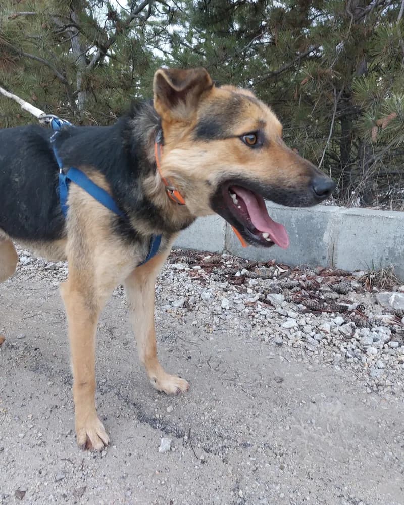 Behlül adlı köpeğin fotoğrafı