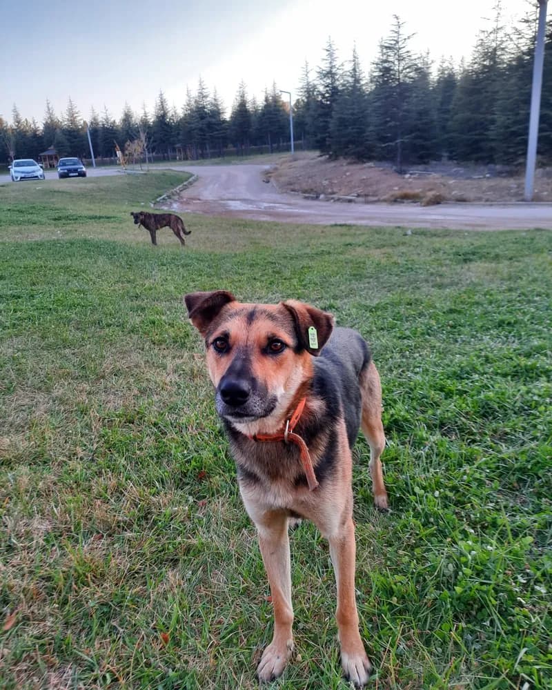 Behlül adlı köpeğin fotoğrafı