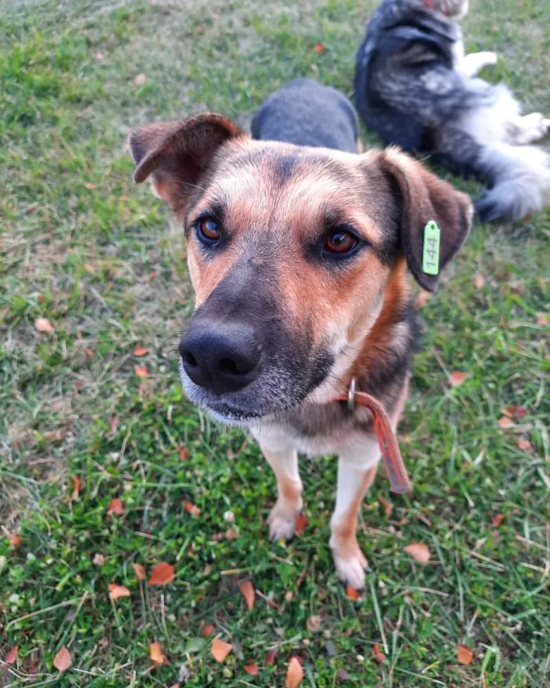 Behlül adlı köpeğin fotoğrafı