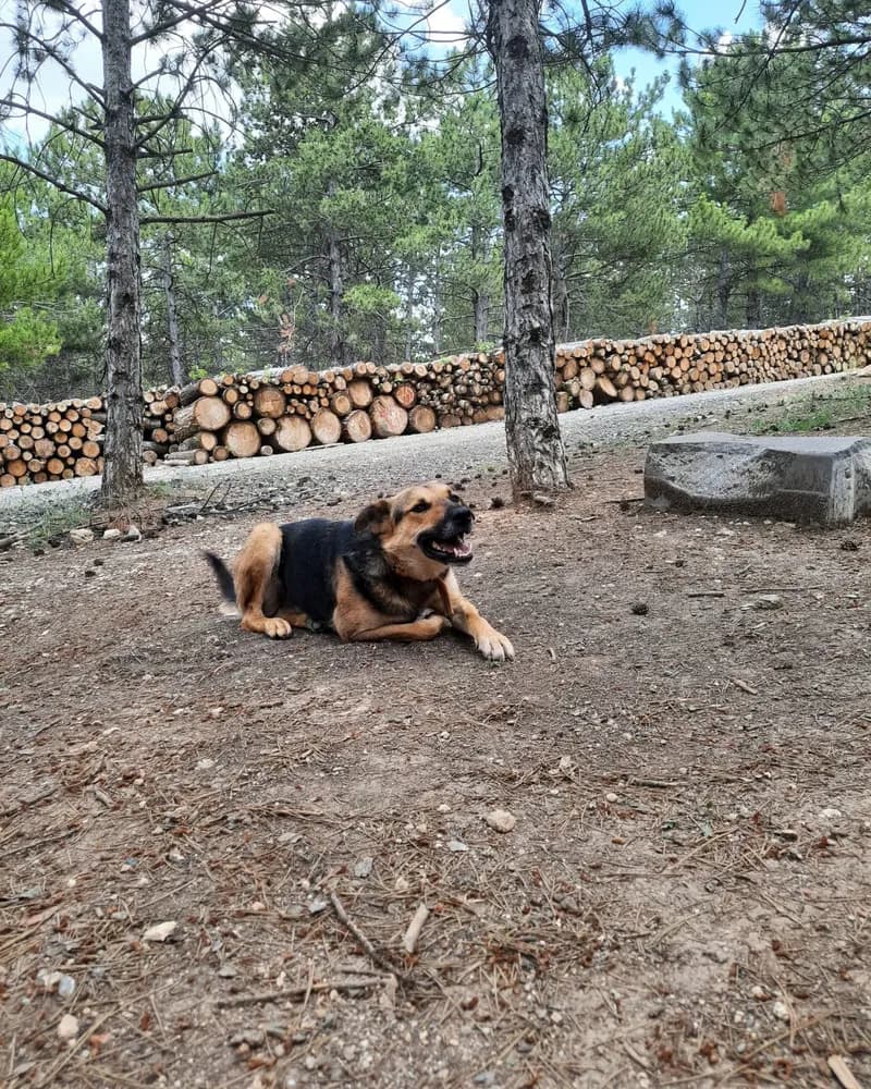Behlül adlı köpeğin fotoğrafı