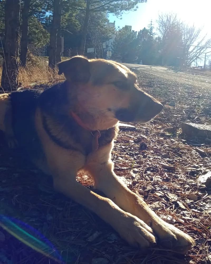 Behlül adlı köpeğin fotoğrafı