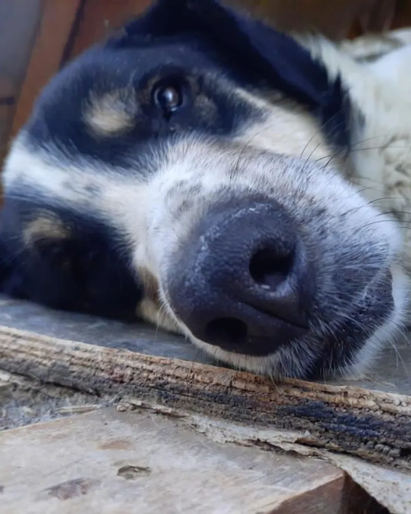 Çarşı adlı köpeğin fotoğrafı