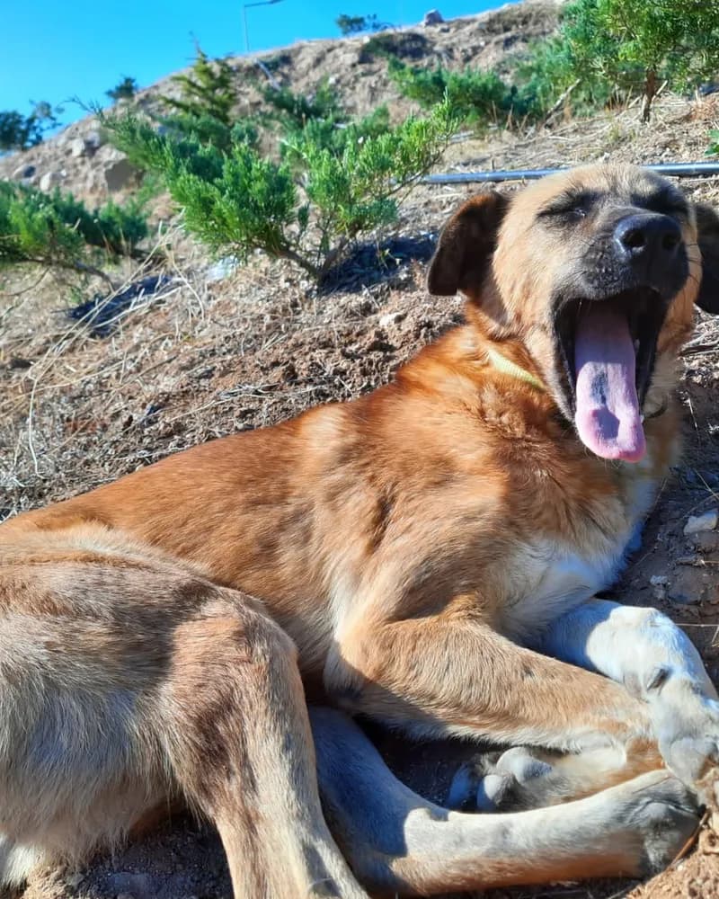 Clara adlı köpeğin fotoğrafı
