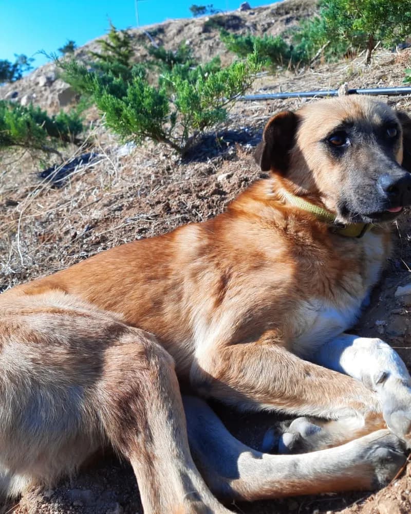 Clara adlı köpeğin fotoğrafı