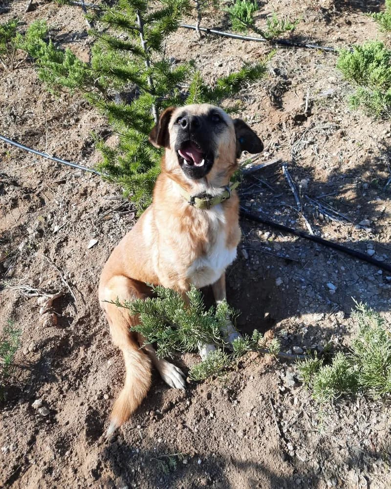 Clara adlı köpeğin fotoğrafı