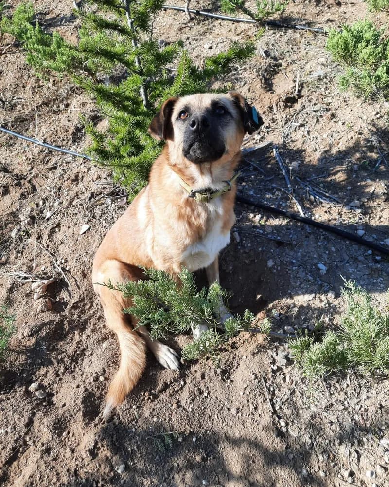 Clara adlı köpeğin fotoğrafı