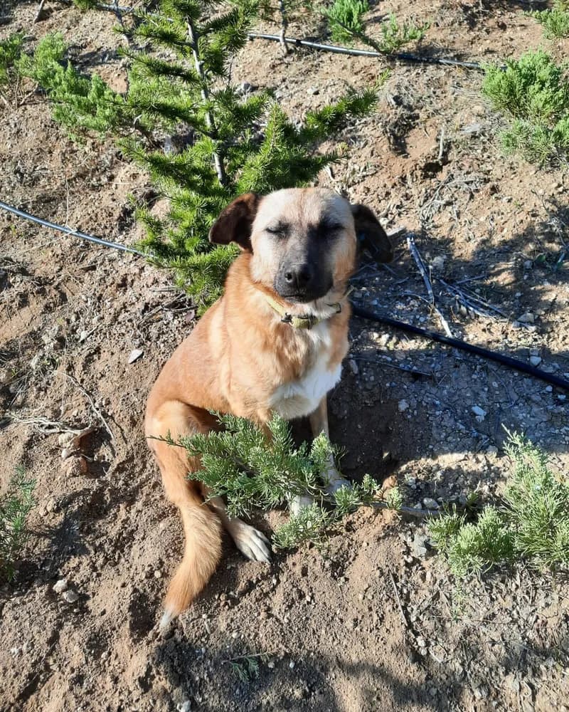 Clara adlı köpeğin fotoğrafı