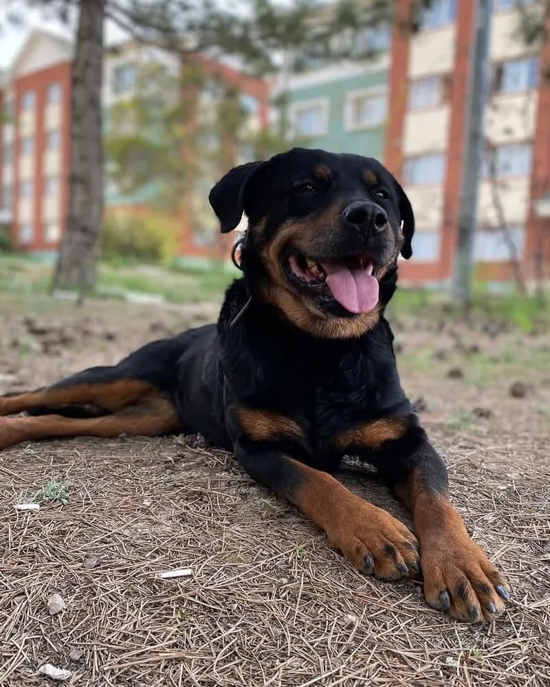 Eyşan adlı köpeğin fotoğrafı