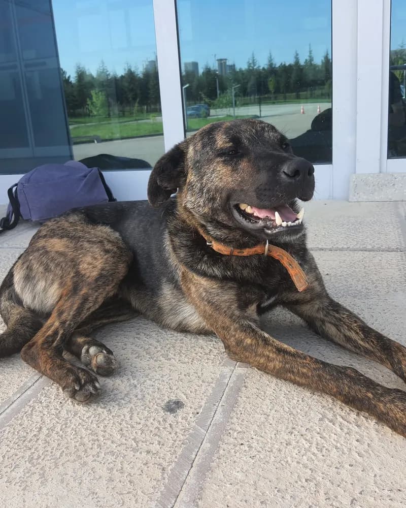Ferdi adlı köpeğin fotoğrafı