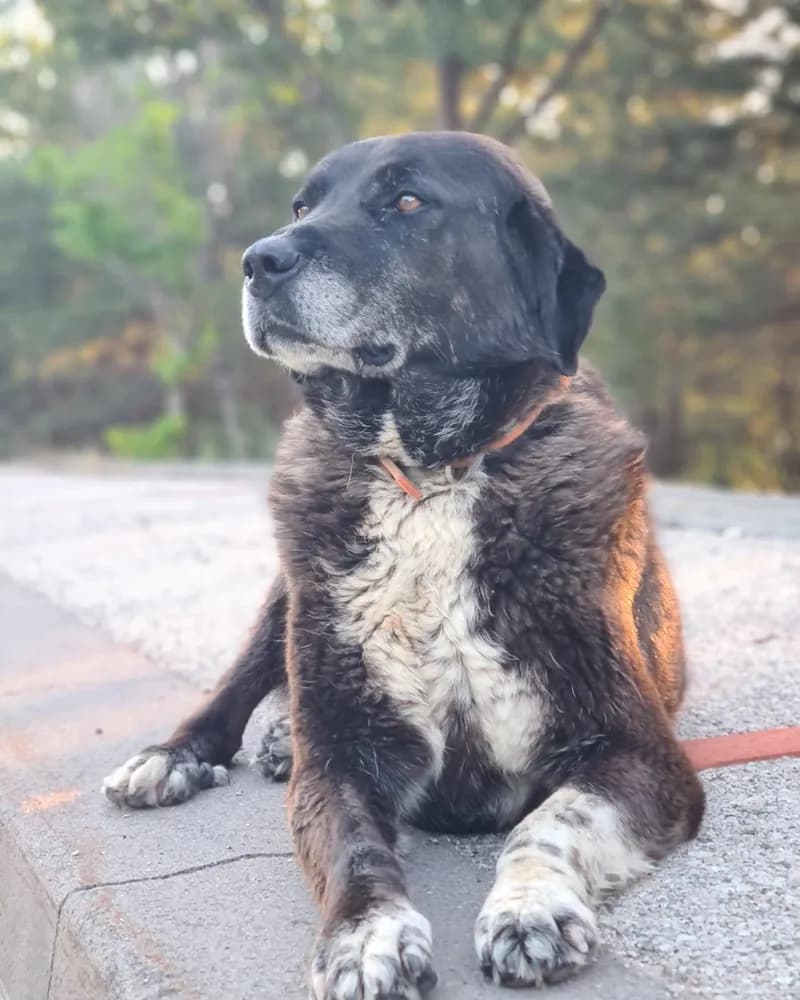 Gölge adlı köpeğin fotoğrafı