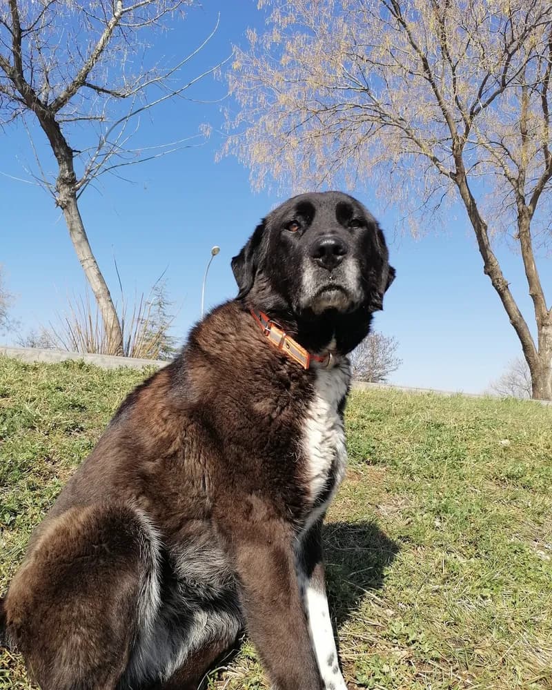 Gölge adlı köpeğin fotoğrafı