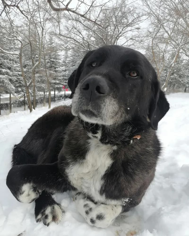 Gölge adlı köpeğin fotoğrafı