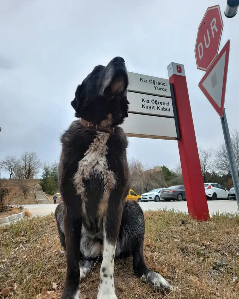 Gölge adlı köpeğin fotoğrafı