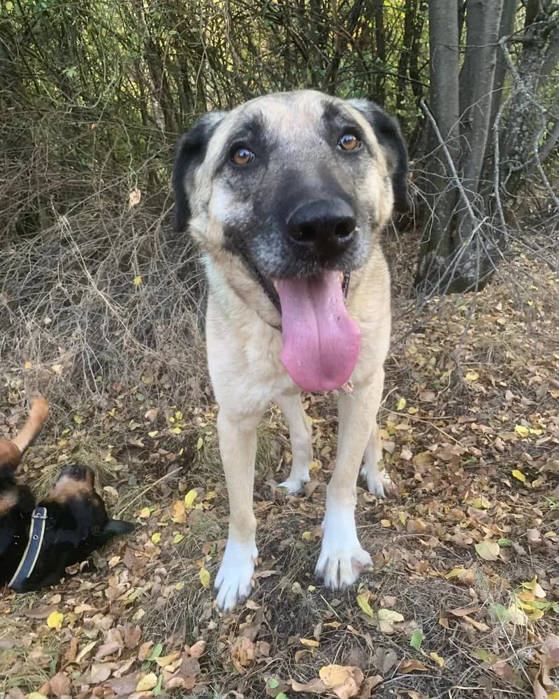 Güçlü adlı köpeğin fotoğrafı
