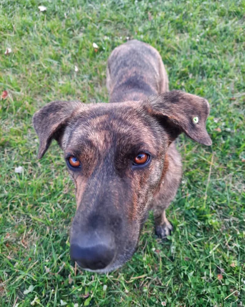 Hayati adlı köpeğin fotoğrafı