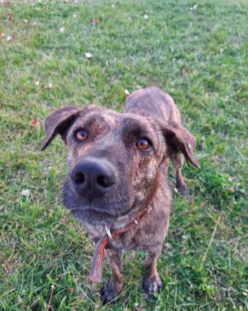 Hayati adlı köpeğin fotoğrafı