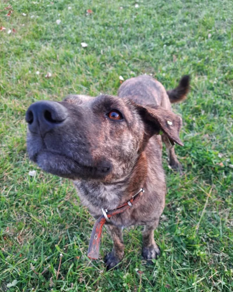 Hayati adlı köpeğin fotoğrafı