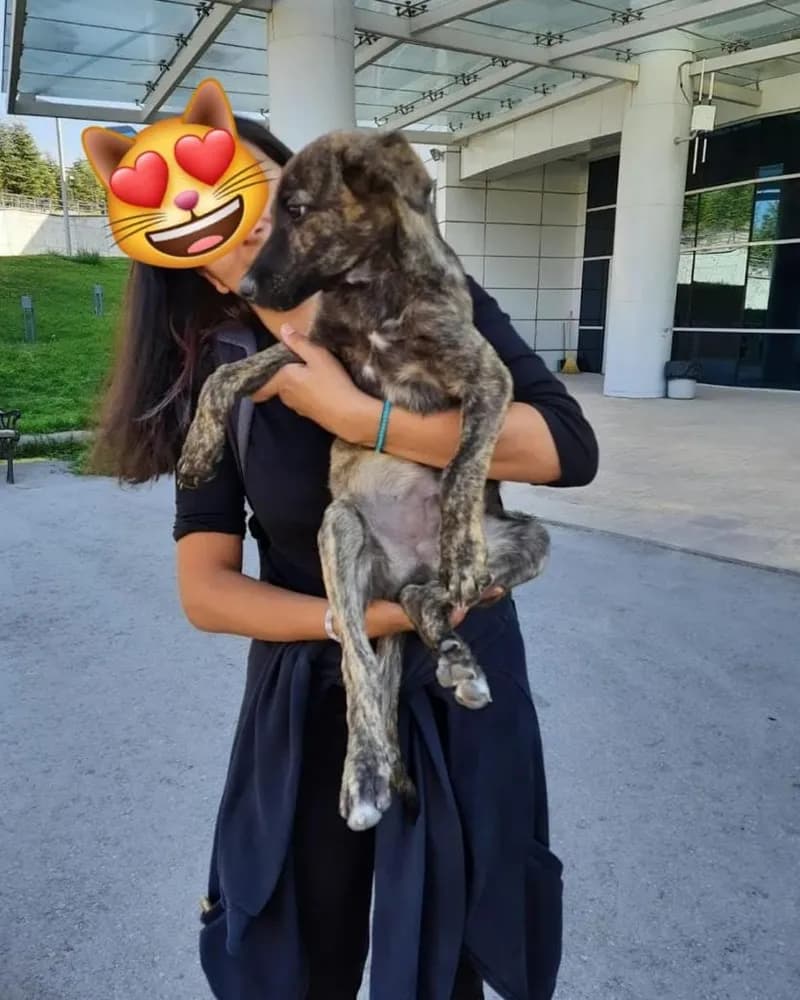 Hayati adlı köpeğin fotoğrafı