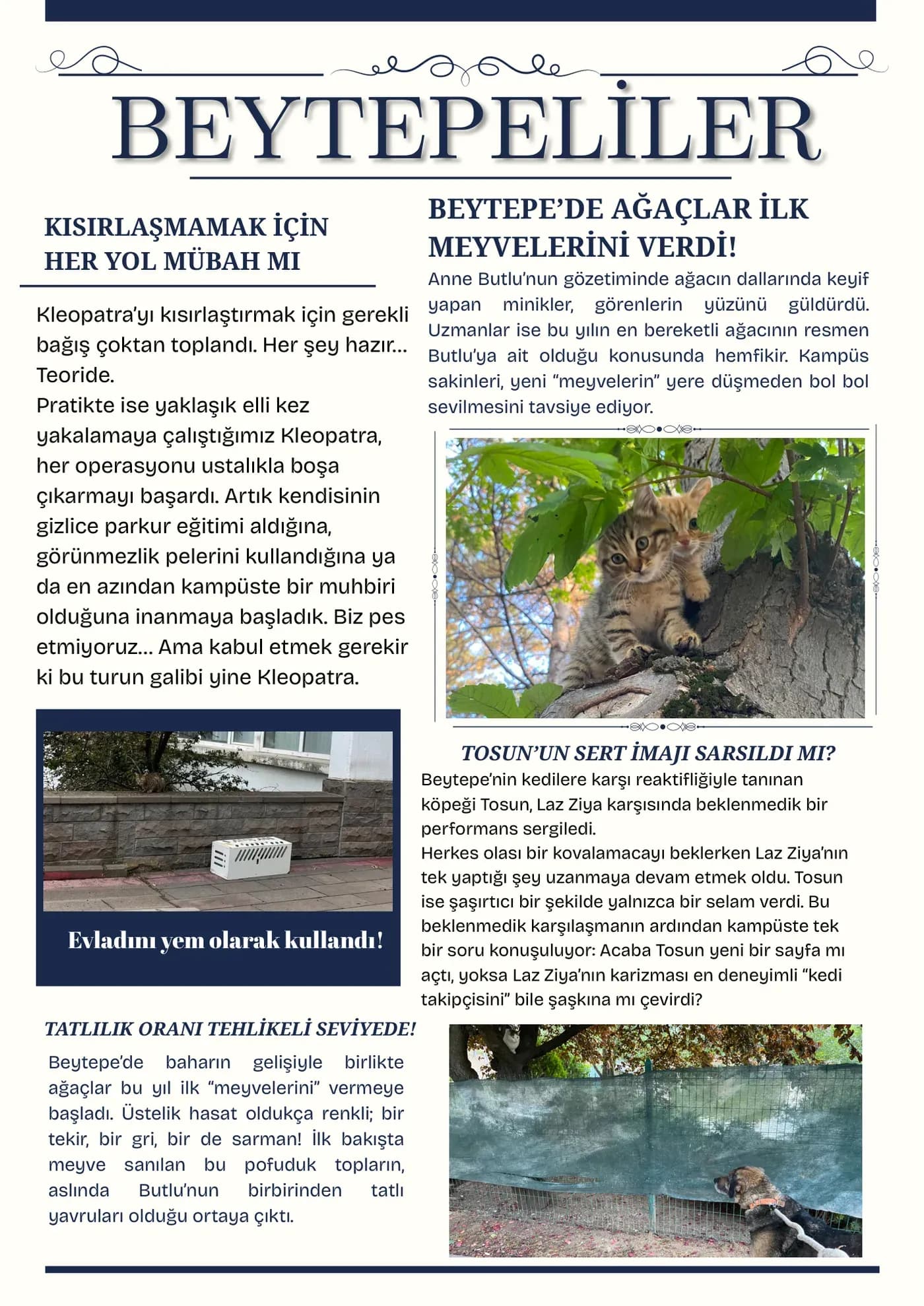 Beytepe news: Butlu’s kittens, Kleopatra’s escape, Tosun and Laz Ziya