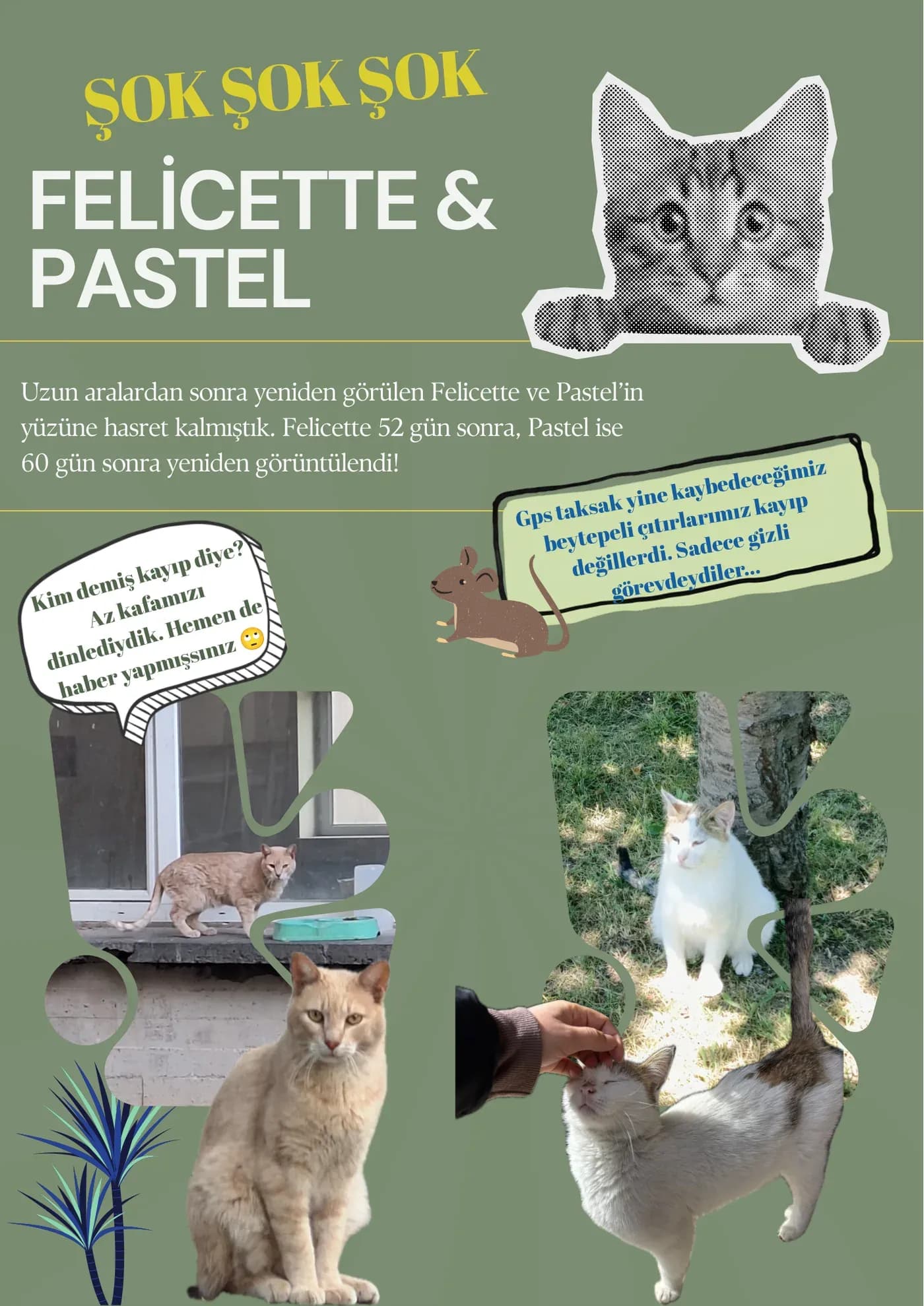 Felicette after 52 days, Pastel after 60: both seen again