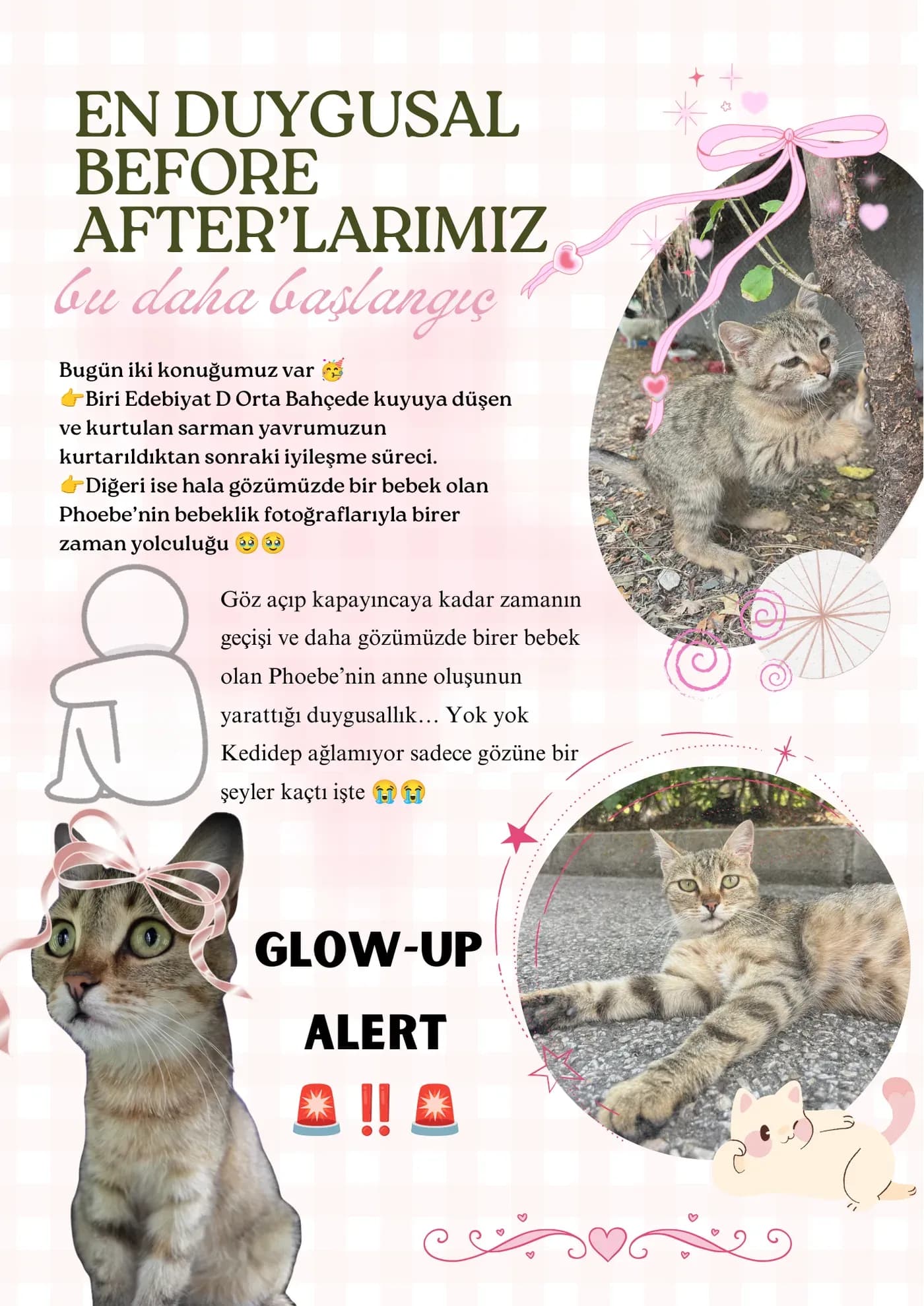 Our most emotional before-and-afters: the kitten from the well, and Phoebe as a mother