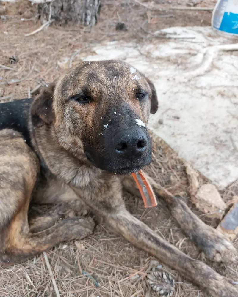 İlhami adlı köpeğin fotoğrafı