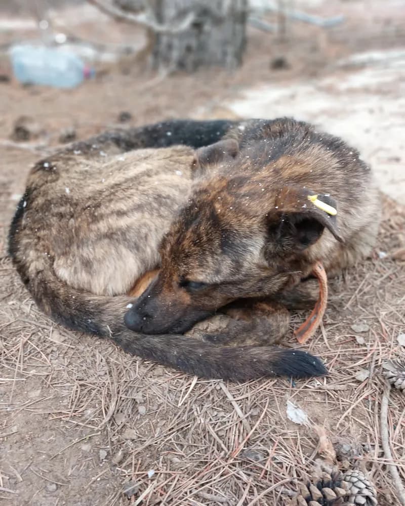 İlhami adlı köpeğin fotoğrafı