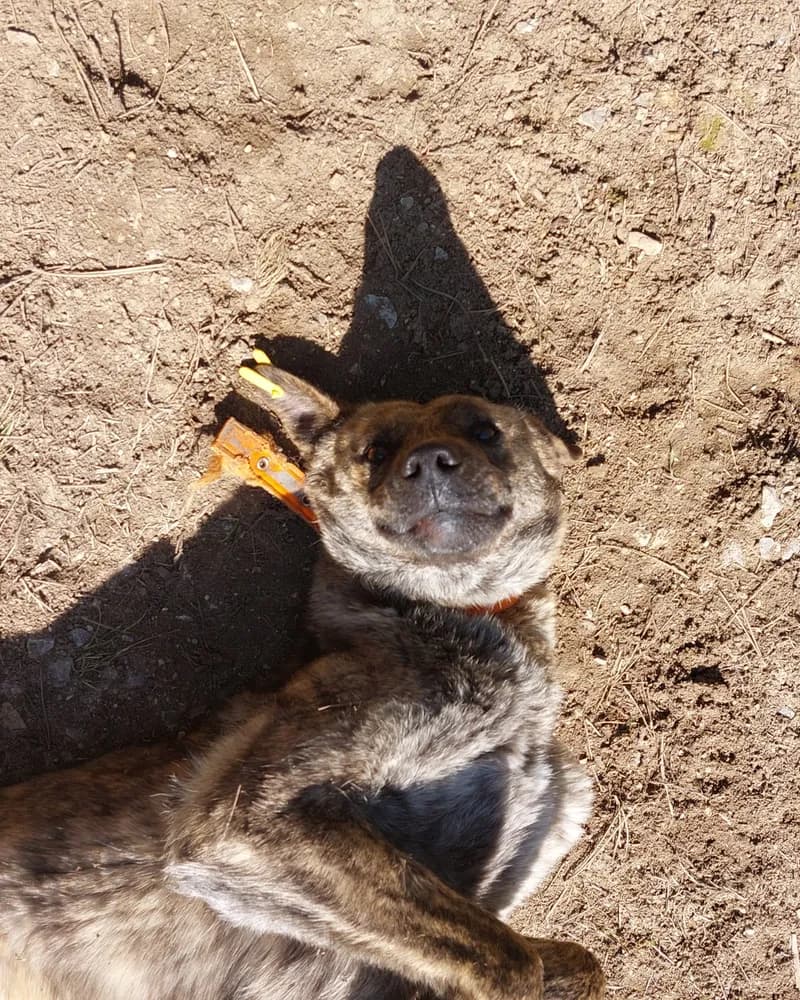 İlhami adlı köpeğin fotoğrafı