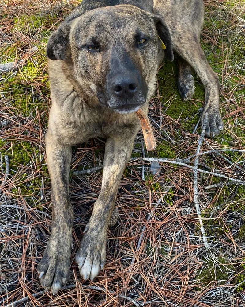 İlhami adlı köpeğin fotoğrafı