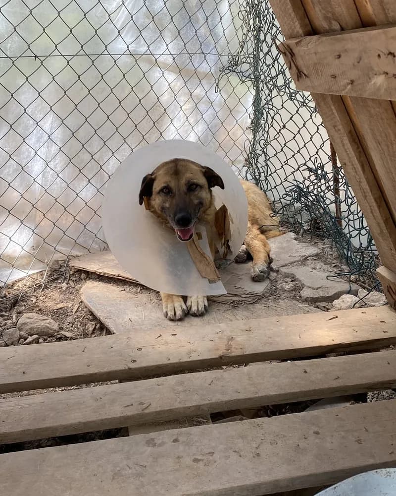 Kumral adlı köpeğin fotoğrafı