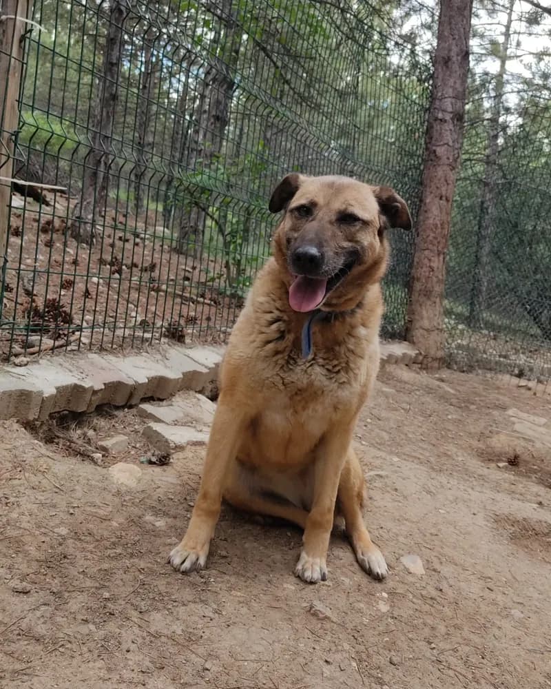 Kumral adlı köpeğin fotoğrafı