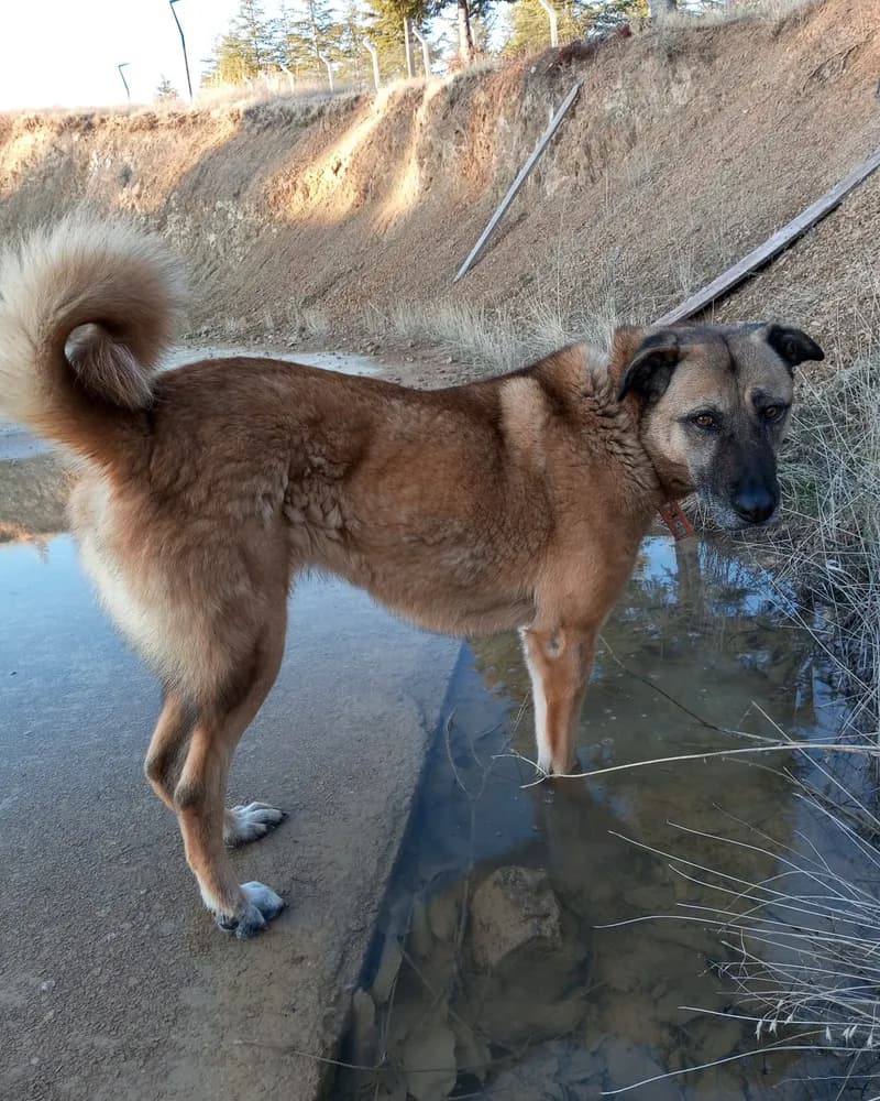Kumral adlı köpeğin fotoğrafı
